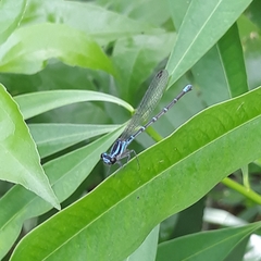 Argia gaumeri