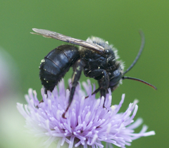 Melissodes desponsus