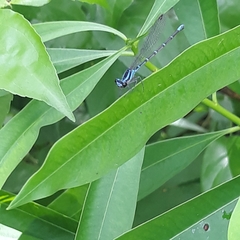 Argia gaumeri