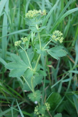 Alchemilla vulgaris