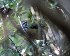 Pterorhinus pectoralis