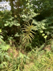 Cyperus refractus