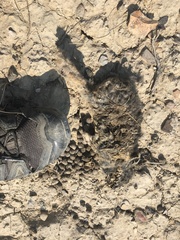 Sylvilagus idahoensis