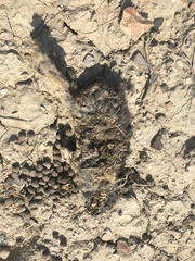 Sylvilagus idahoensis
