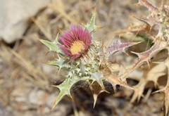 Carlina lanata
