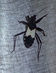 Microtomus luctuosus