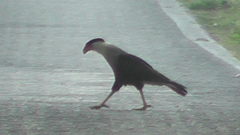 Caracara plancus