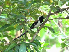 White-Bellied Treepie photo 2