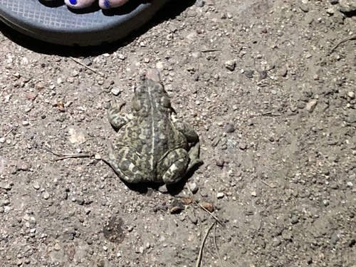 iNaturalist observation photo of Western Toad