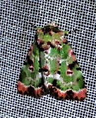 Chytonix griseorufa
