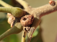 Callirhytis subcostata
