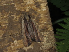 Apamea verbascoides