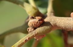 Callirhytis subcostata