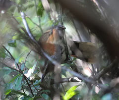 Pterorhinus pectoralis