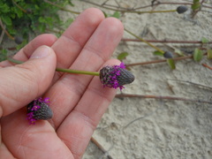 Dalea emarginata