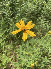Coreopsis pubescens