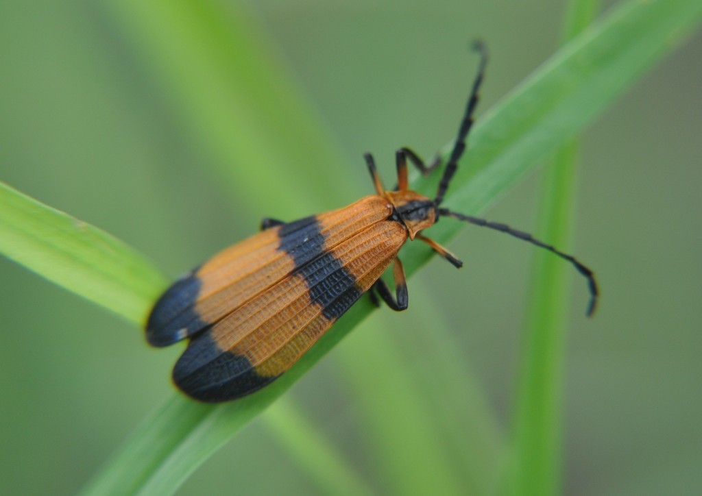 Calopteron jimenezi