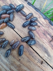 Armadillidium vulgare