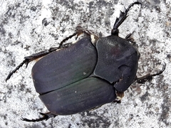 Allorrhina menetriesi