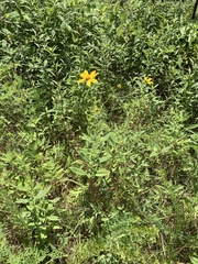 Coreopsis pubescens