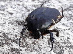 Allorrhina menetriesi
