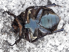 Allorrhina menetriesi