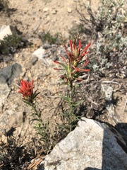 Castilleja applegatei pinetorum