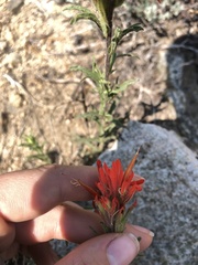 Castilleja applegatei pinetorum