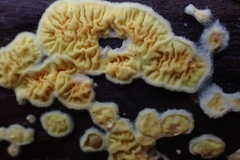 Pseudomerulius