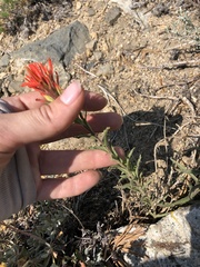 Castilleja applegatei pinetorum