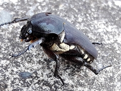 Allorrhina menetriesi