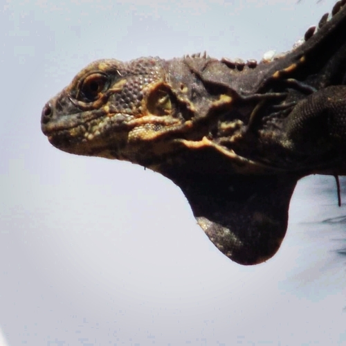 Black-chested Spiny-tailed Iguana, Ctenosaura melanosterna
