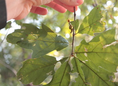 Quercus × heterophylla