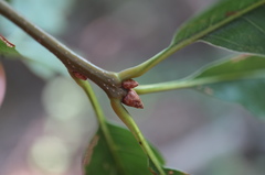 Quercus × heterophylla