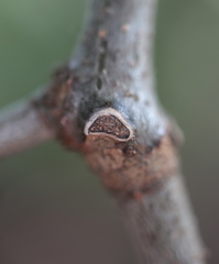 Quercus × heterophylla