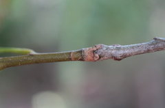 Quercus × heterophylla