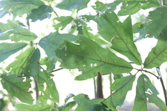 Quercus × heterophylla