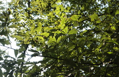 Quercus × heterophylla