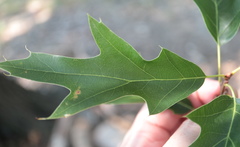 Quercus × heterophylla