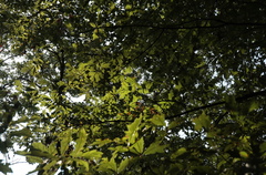 Quercus × heterophylla