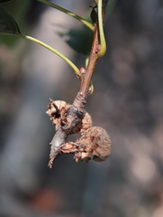 Quercus × heterophylla
