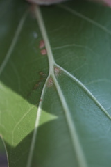 Quercus × heterophylla