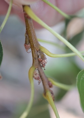 Quercus × heterophylla