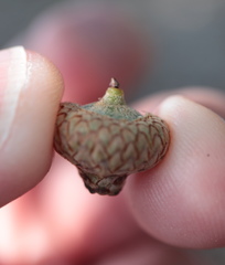 Quercus × heterophylla