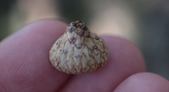 Quercus × heterophylla