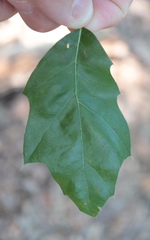 Quercus × heterophylla