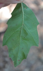 Quercus × heterophylla