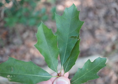 Quercus × heterophylla