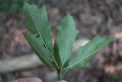 Quercus × heterophylla