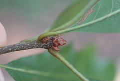 Quercus × heterophylla